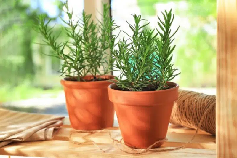 10 plantes aromatiques faciles à cultiver en pot