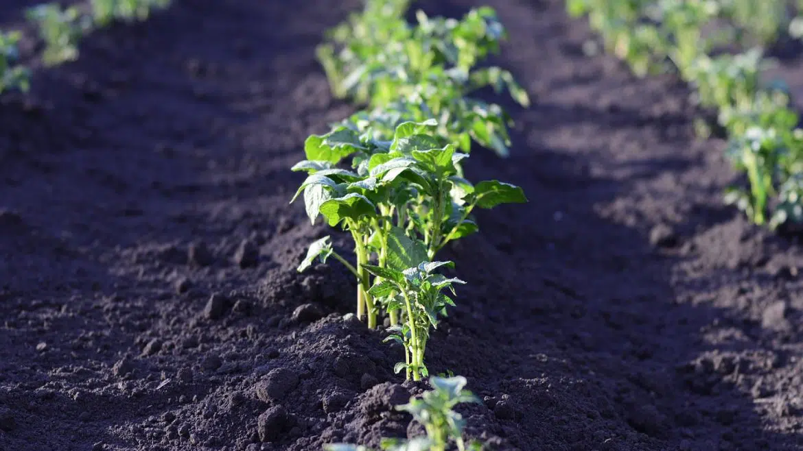 Comment aménager un potager à la maison ?