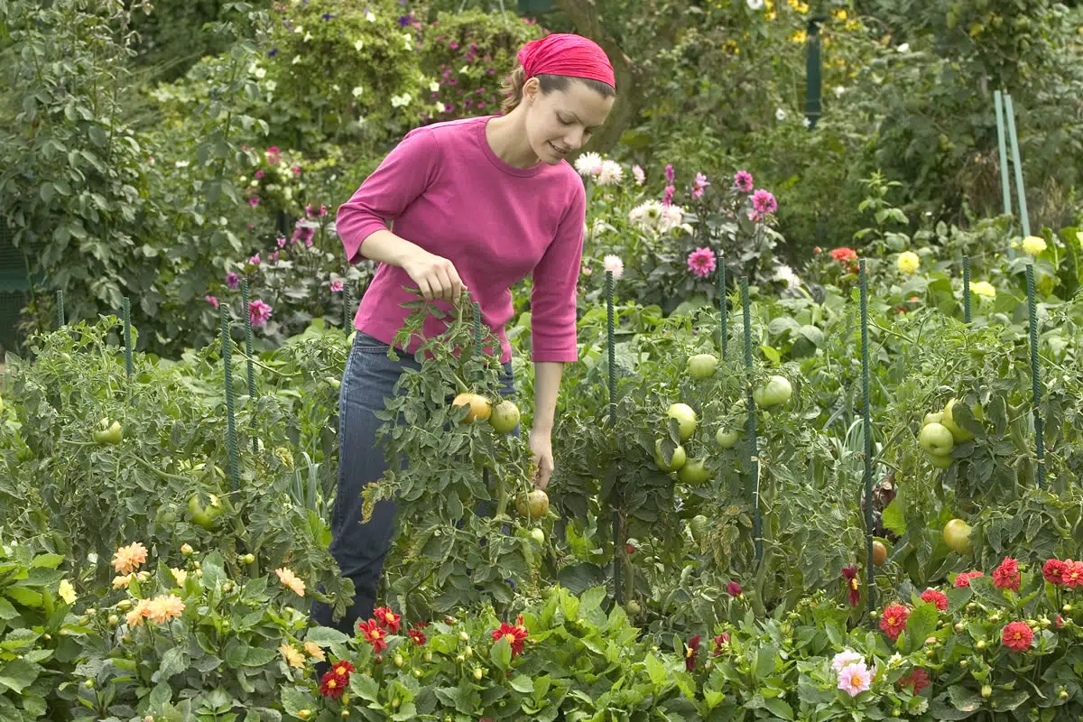 fleur dans potager