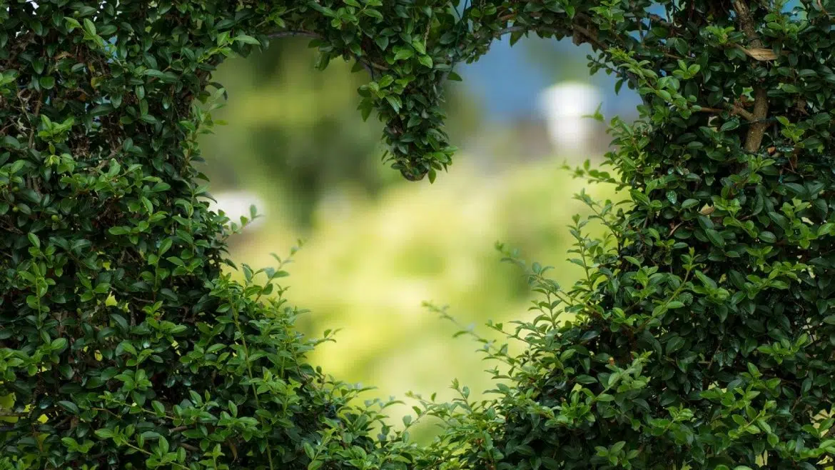 Pourquoi faire appel à un professionnel pour la réalisation de votre jardin paysager en Corrèze ?